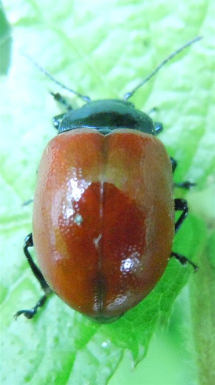 Chrysolina lutea